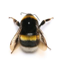 a purple and black bee sitting on top of a white surface