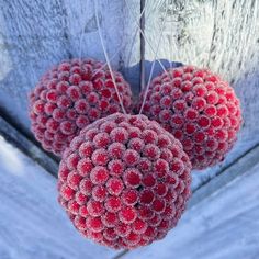 two red berries are hanging from a wooden post in the snow, with grass sprouts sticking out of them