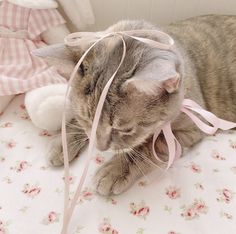 a cat laying on top of a bed next to a stuffed animal and pink ribbon