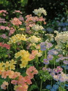 many different colored flowers are in the field together with water droplets falling on their petals