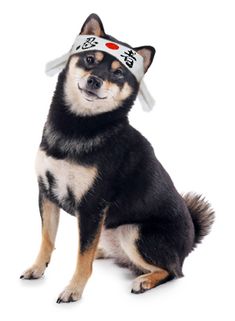 a black and brown dog sitting on top of a white floor