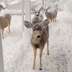 several deer are walking through the snow in their enclosure at the zoo on a snowy day