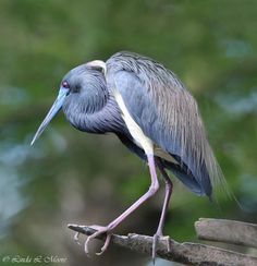 a bird with long legs standing on a branch