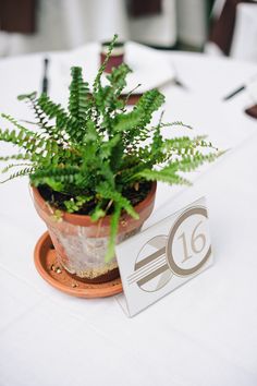 a small potted plant sitting on top of a table next to a white table cloth