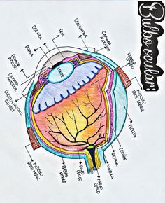 an image of a diagram of the human body with labels on it and words below