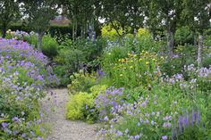 a garden filled with lots of different types of flowers