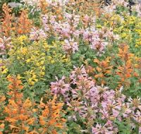 many different colored flowers in a garden