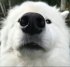 a close up of a dog's nose with trees in the background