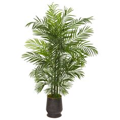 a potted palm tree in a black planter on a white background with clipping for text