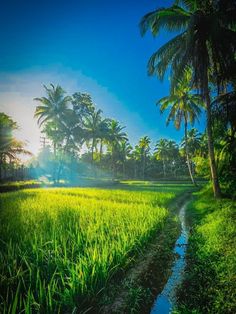 the sun shines brightly through palm trees over a rice field