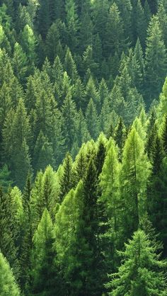 a forest filled with lots of tall green trees