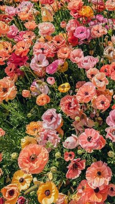 A field with peach, pink, yellow, orange, and red flowers. Peach Phone Aesthetic, Frühling Wallpaper, Nothing But Flowers, Have Inspiration, Spring Wallpaper, Rose Orange, Flower Therapy, Beautiful Flowers Wallpapers, The Grass