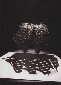 two trees are casting shadows on a table