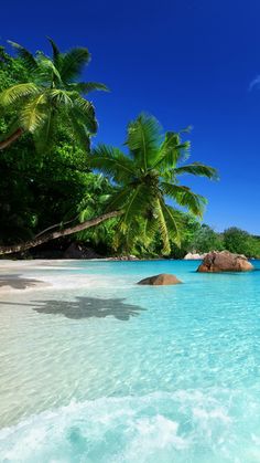 an image of a beach with palm trees and blue water in the foreground, on instagram