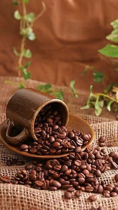 coffee beans spilling out of a cup on a wooden spoon next to some green leaves