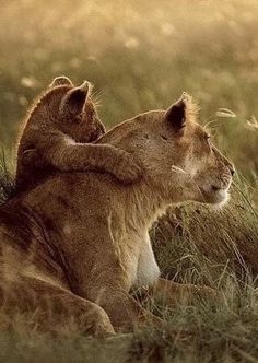 two lions sitting in the grass with their heads touching each other's shoulders as they stare into the distance