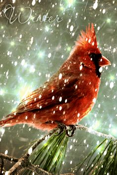 a red bird perched on top of a pine tree branch in the snow covered forest