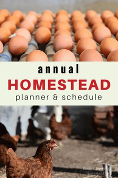 the annual homestead planner and schedule is shown with chickens, eggs, and chicken hens