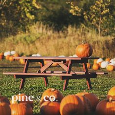 a picnic table with pumpkins in the background