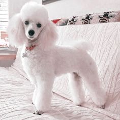 a white poodle standing on top of a bed