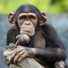 a chimpan sitting on top of a tree branch next to a pile of logs