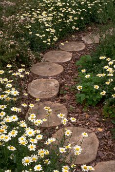 a path made out of wood with daisies in the foreground