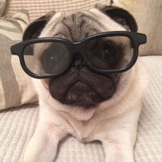 a pug dog wearing glasses on top of a couch