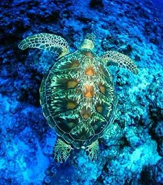 a turtle swimming in the ocean with its head above the water's corals