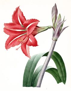 an illustration of a red flower with green leaves