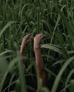 two hands reaching for something in the tall grass