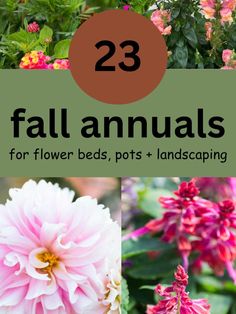 fall annuals Fall Pansies, Flowers For Pots, Fall Blooming Flowers, Cut Flower Garden, Flower Gardening