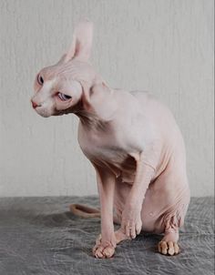 a hairless cat sitting on top of a table