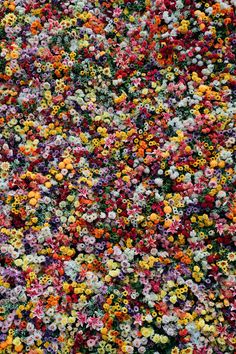 colorful flowers are scattered all over the ground