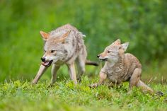 two baby foxes playing in the grass together