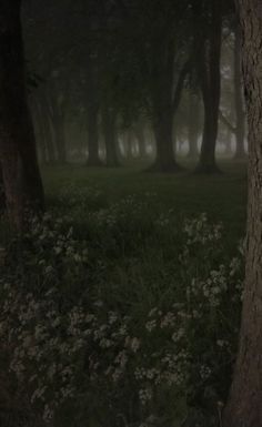 the woods are foggy and full of flowers