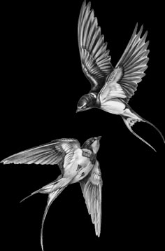 two birds flying side by side in the air