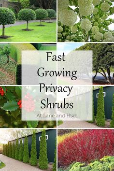 different types of shrubs and trees with the words fast growing privacy shrubs