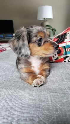 a small dog laying on top of a bed next to a pillow and lamp shade