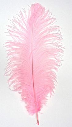 a pink feather on a white background