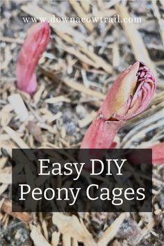 two pink flowers with the words easy diy peony cages