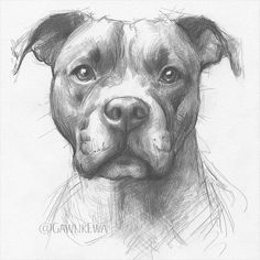 a pencil drawing of a dog's face with one eye open and the other half closed