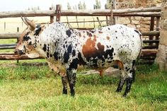 a brown and white cow standing next to a wooden fence in a grassy field near a stone building