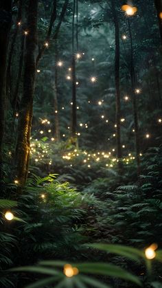 a forest filled with lots of lights in the middle of it's night time