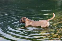 a dog is swimming in the water