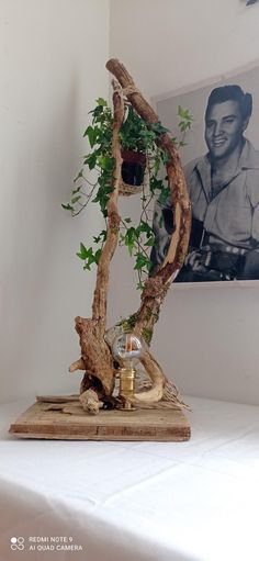 a bonsai tree is displayed in front of a photo on the wall behind it