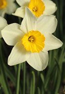 several white and yellow flowers with green stems