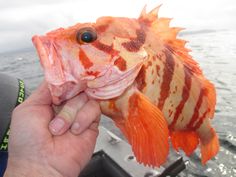 a close up of a person holding a fish