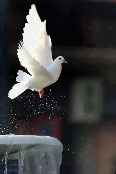 a white bird flying over a fountain with water splashing from it's wings