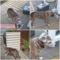 four different pictures of a dog looking at something in the back ground and on the ground