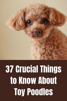 a small brown dog with the words 37 crucial things to know about toy poodles